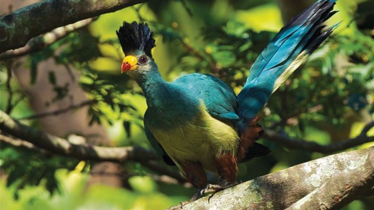Colorful bird with blue and white and large crown in Uganda