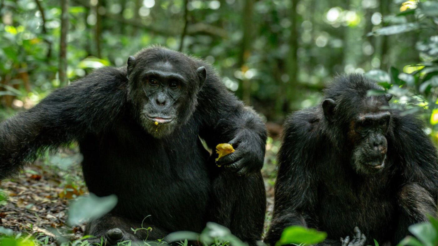 Two Chimpanzee adults in lush green Kibale Forest in Uganda