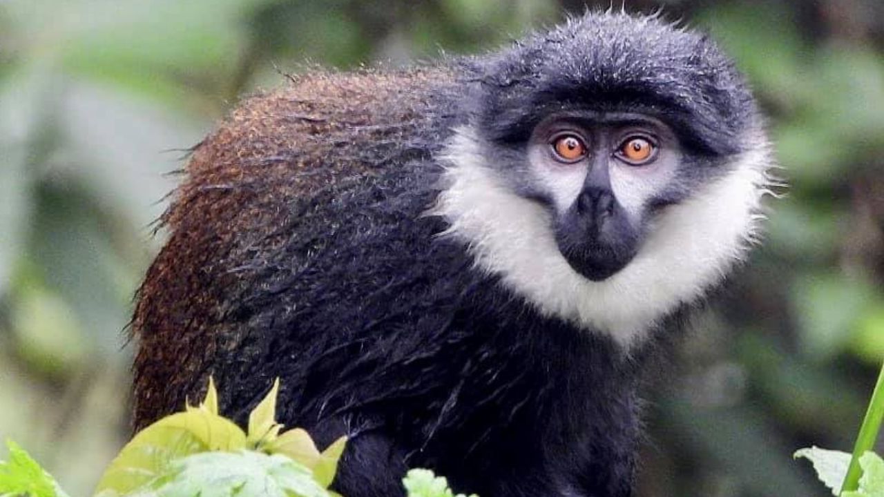 Close-up of black and white L'Hoest Monkey