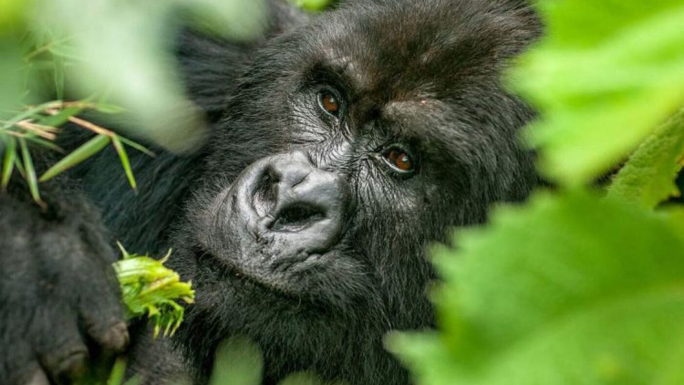 Close up image of male Gorilla in lush green leaves in Mgahinga Gorillas National Park