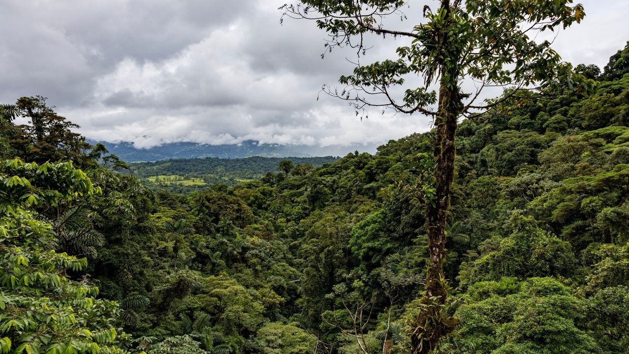 Elevated view over dense rainforest in Bwindi Uganda