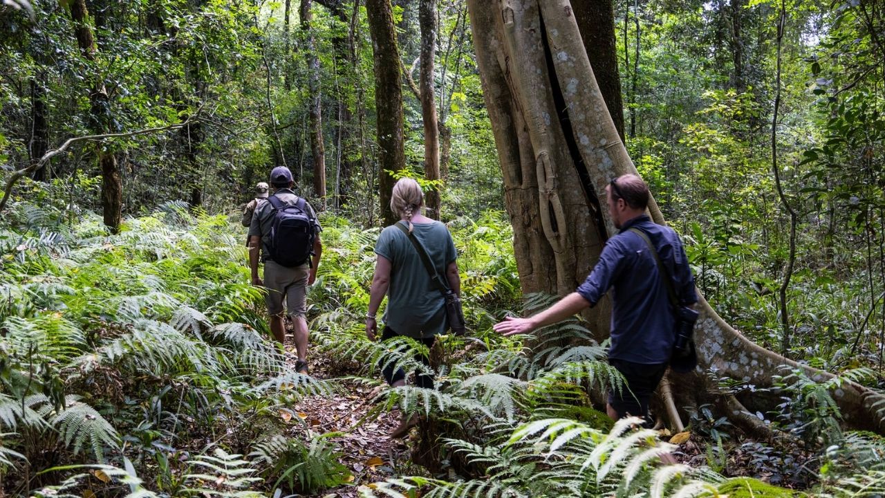 Guide leading guests into Bwindi rainforest for gorilla trekking
