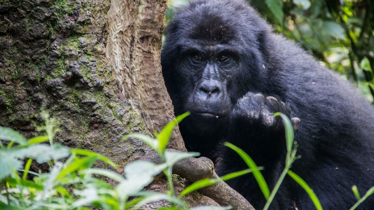 Mountain gorilla emerging from behind tree stump in Bwindi