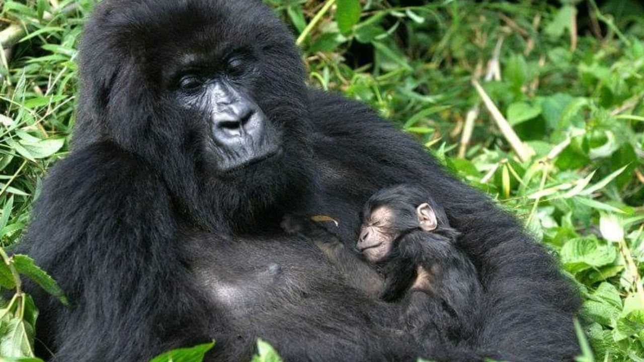 Mother mountain gorilla nursing baby in Bwindi forest