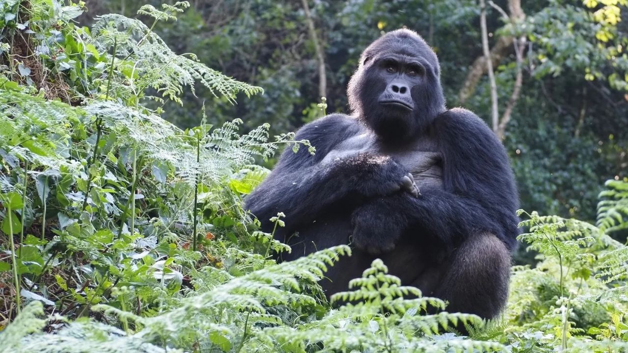 Male silverback gorilla with lush green Bwindi forest behind