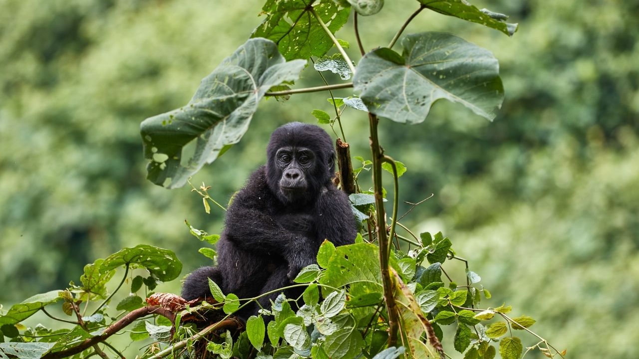 Baby mountain gorilla sitting in lush Bwindi forest