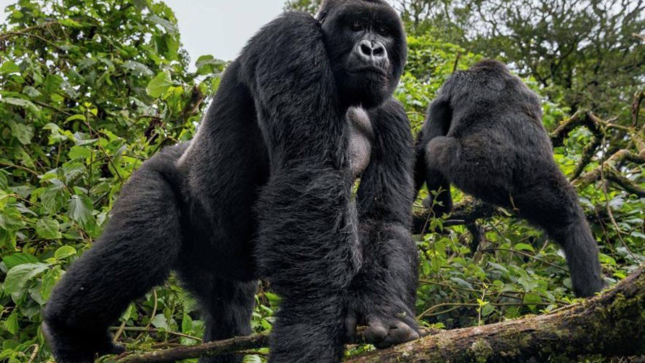 Silverback gorilla on all fours looking down from trees, another gorilla climbing in background, Bwindi, Uganda