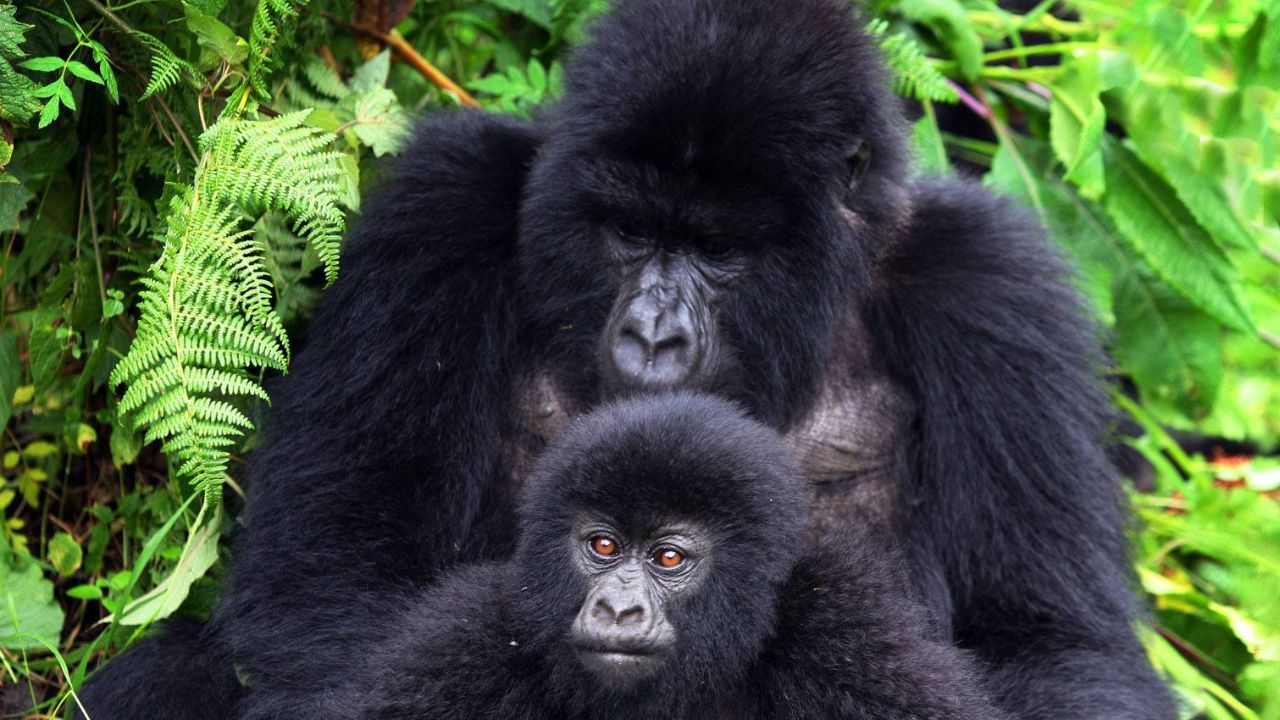 Close-up of baby gorilla with mother, brown eyes, bush background, Bwindi, Uganda