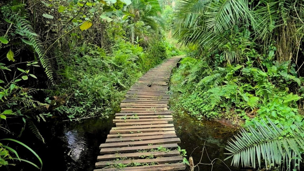Wooden boardwalk crossing wetlands in Kibale National Park