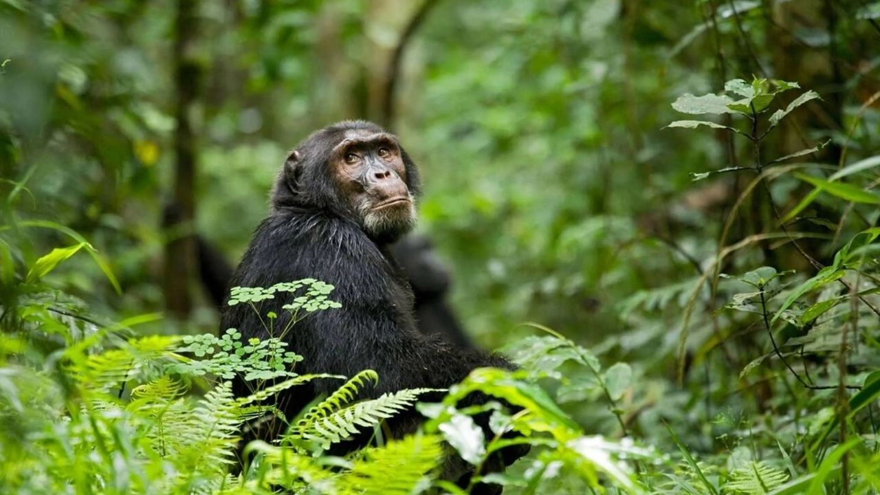 Mature chimpanzee looking over shoulder in thick forest