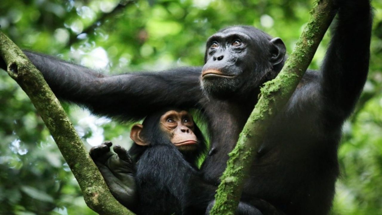 Mother chimpanzee with young chimp under her arm in Kibale