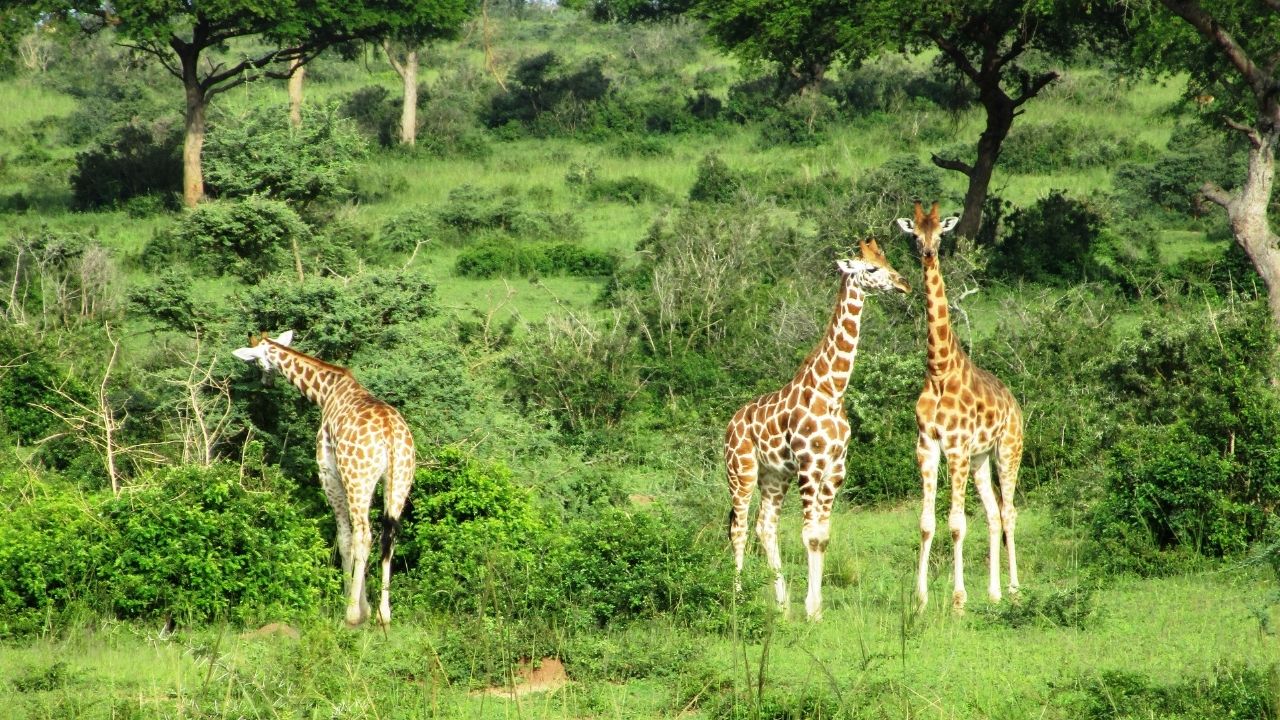 Three giraffe foraging, Murchison