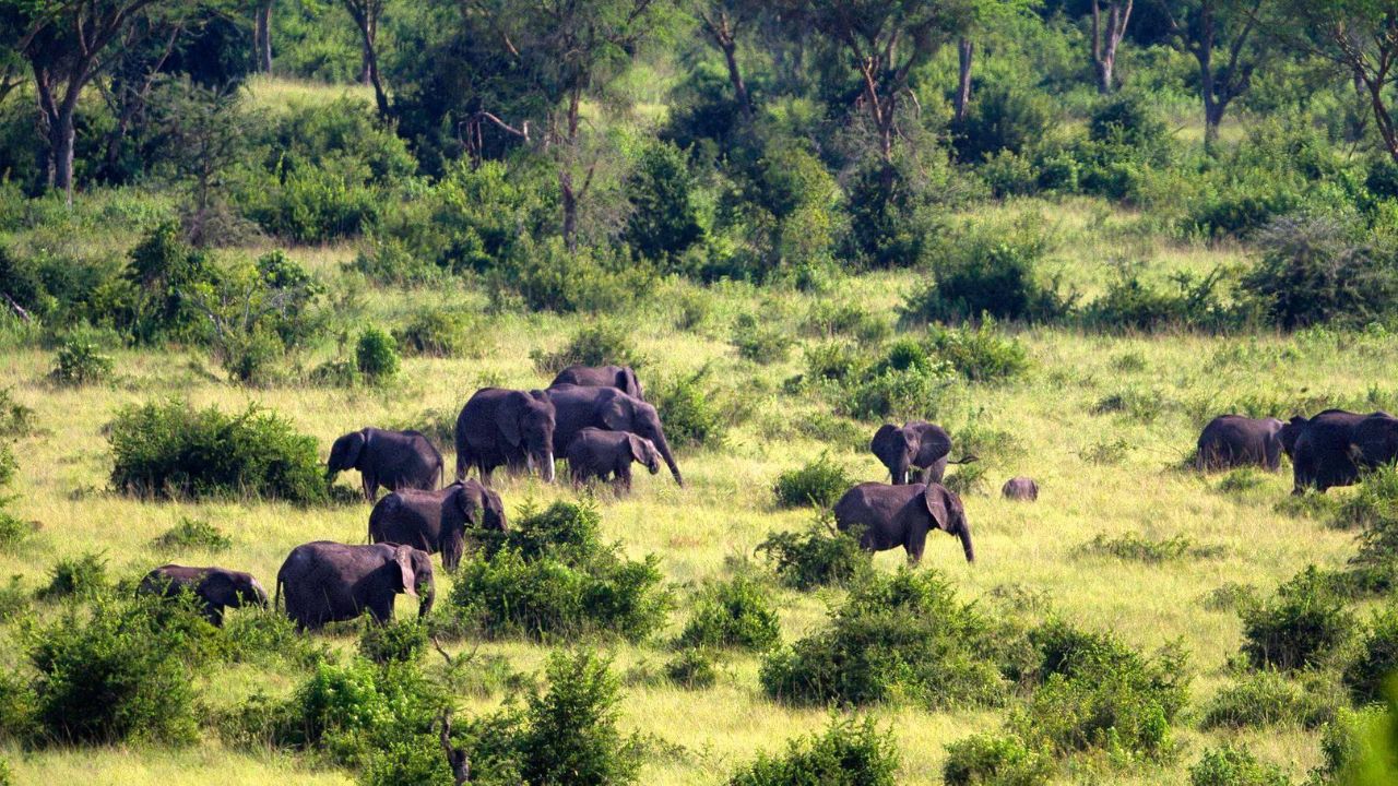Herd of elephants in Murchison National Park