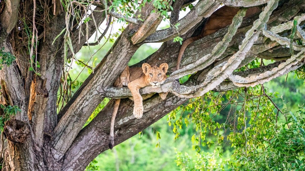 Young tree-climbing lion resting in fig tree