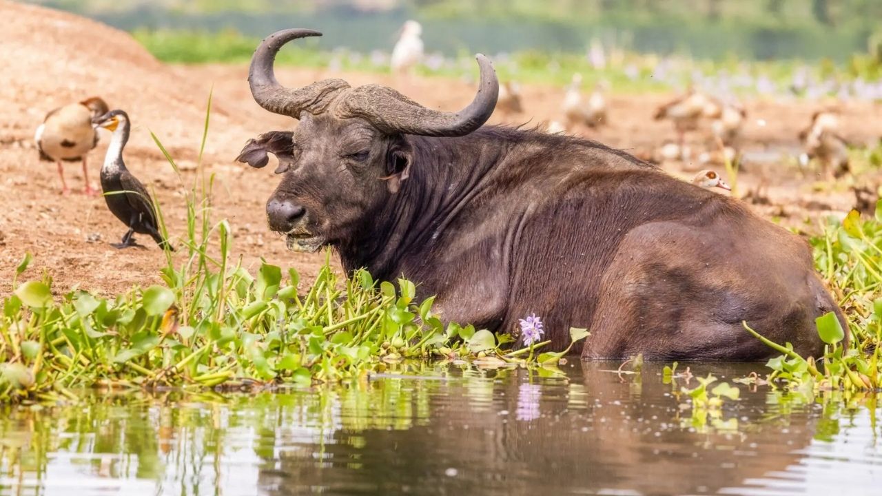 African buffalo resting in water in Queen Elizabeth National Park