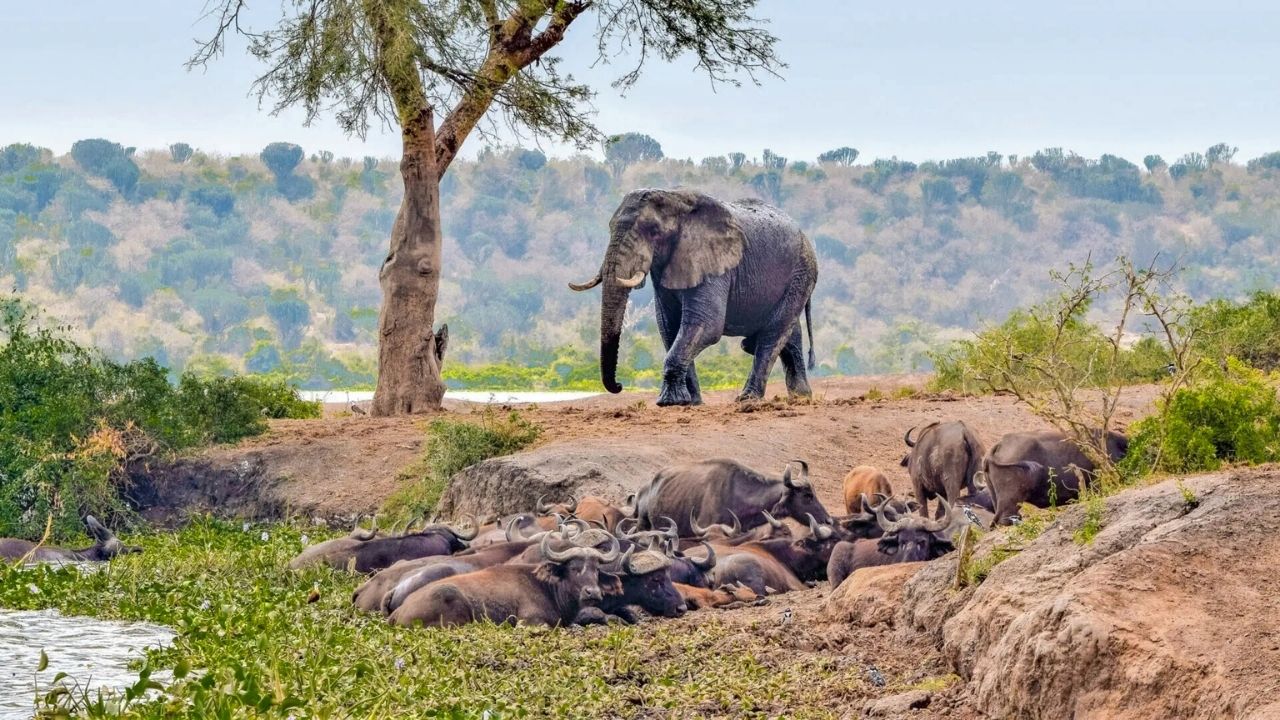 Elephant walking across sandy plains with buffalo in foreground