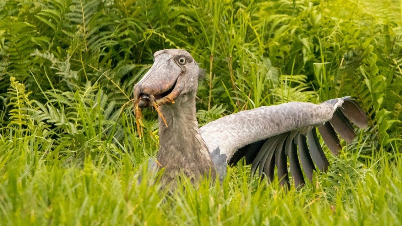 Shoebill stork with prey in thick green vegetation