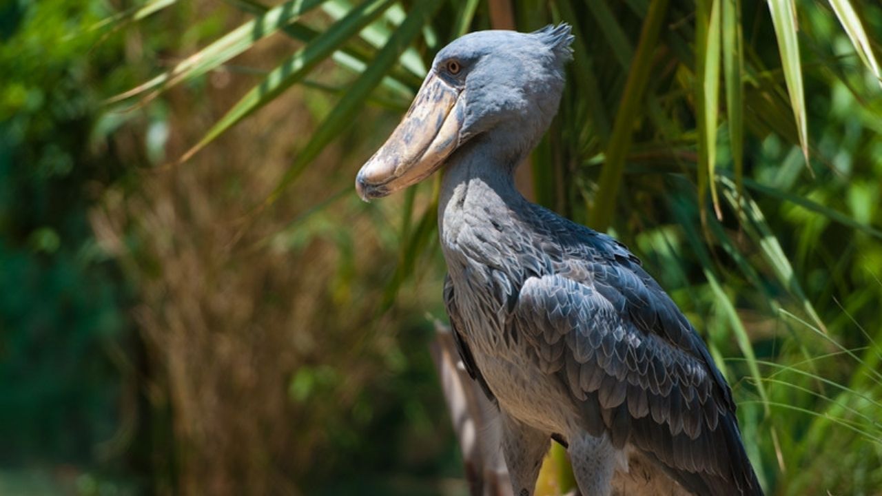Side profile of shoebill stork showing large beak
