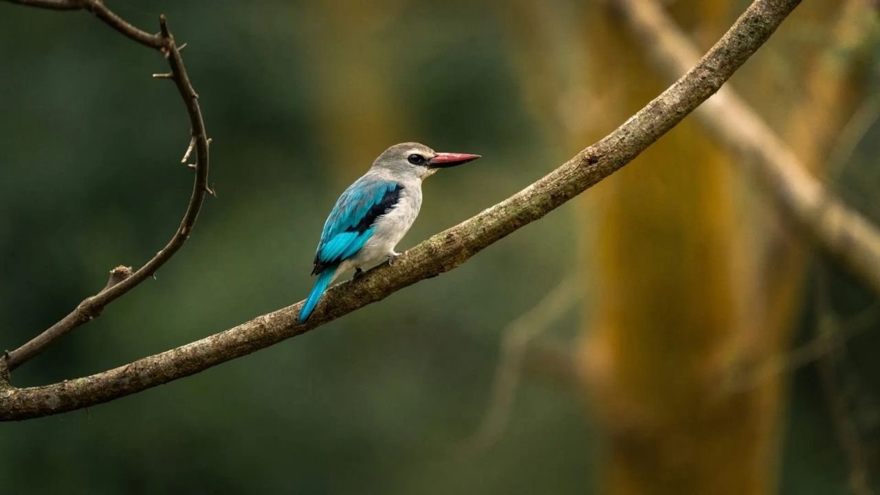 Small woodland kingfisher perched on a branch in Queen Elizabeth National Park