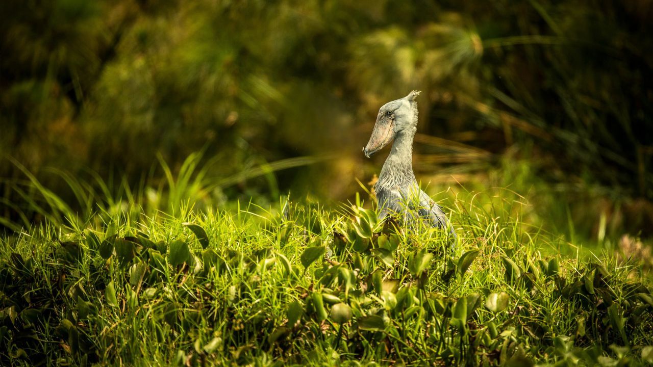 Side profile of shoebill stork in thick bush, Uganda
