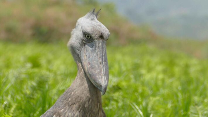 Close-up front view of large grey shoebill stork, thick build, at Ziwa or Murchison area, Uganda
