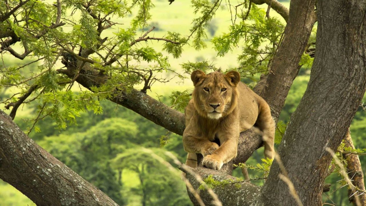 Front view of lion lying across tree branches, thick bush surrounding, Uganda