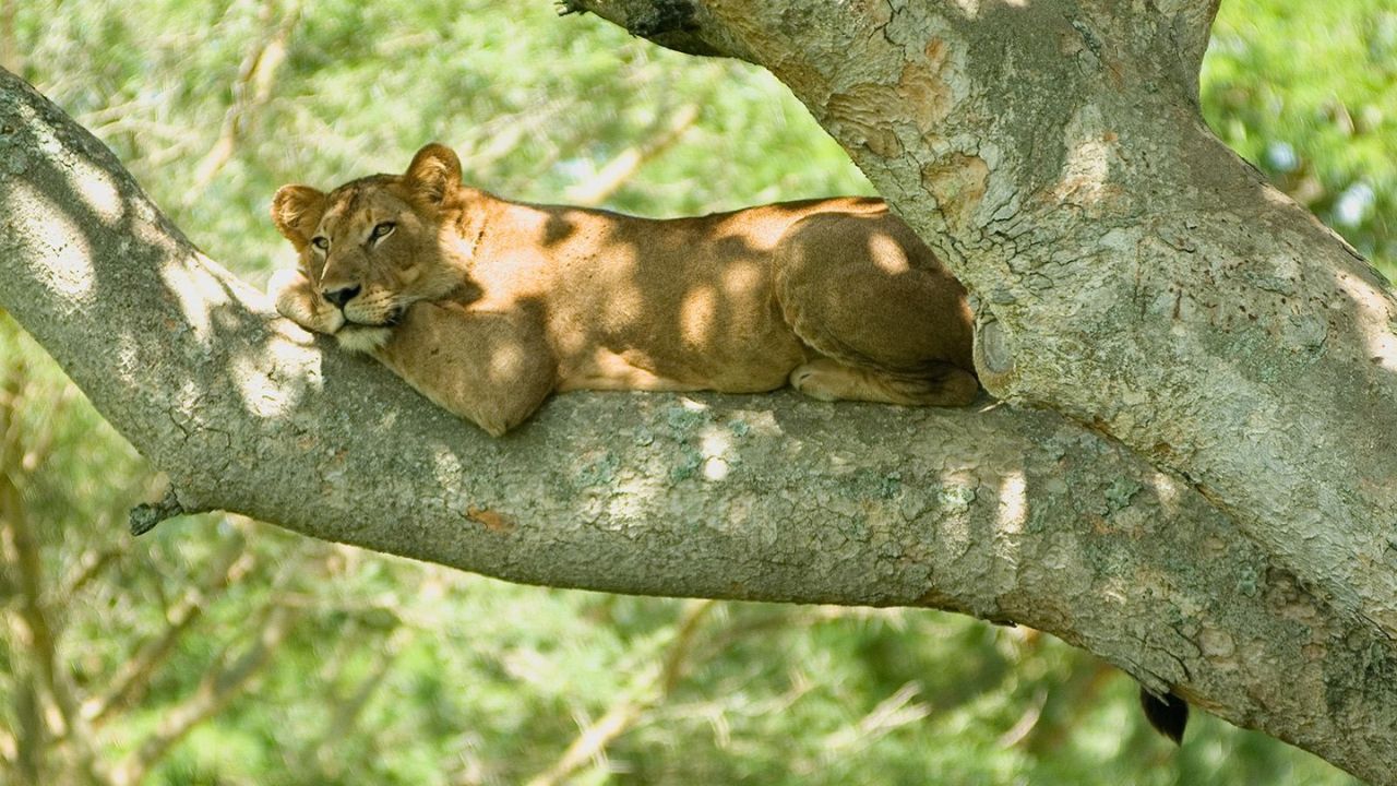 Side view of lion sleeping in tree, thick bush around, Uganda