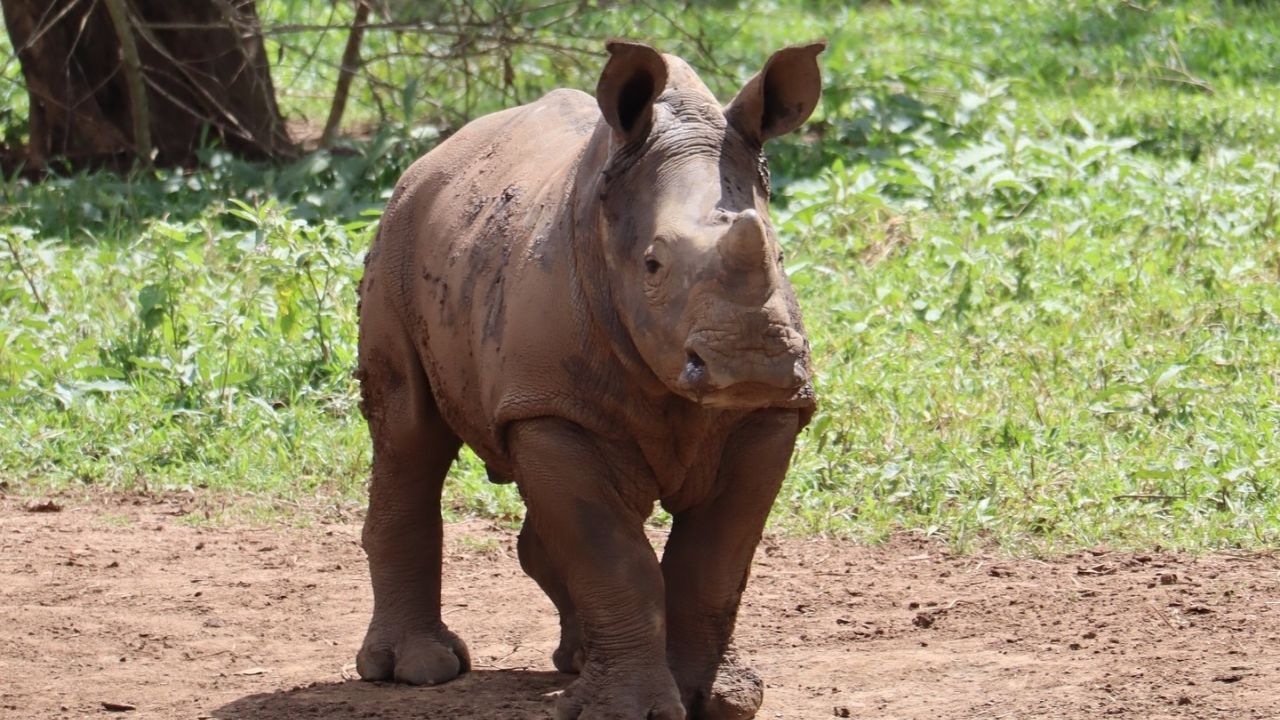 Side-front profile of baby rhino under protection at Ziwa
