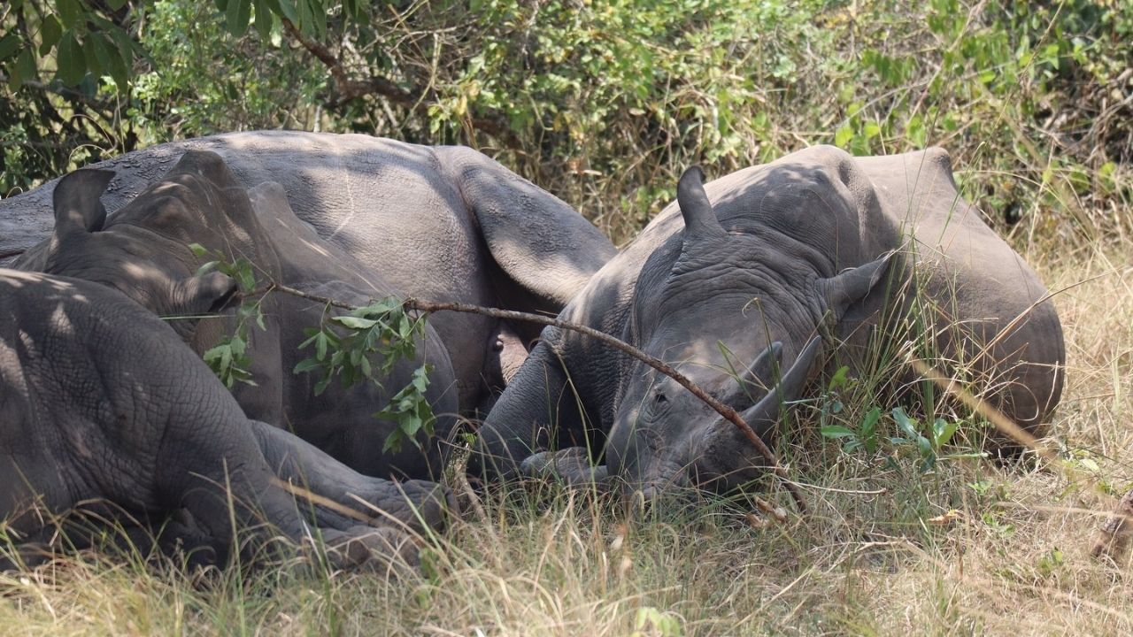 Group of rhinos lying in shade under tree at Ziwa Rhino Sanctuary, Uganda