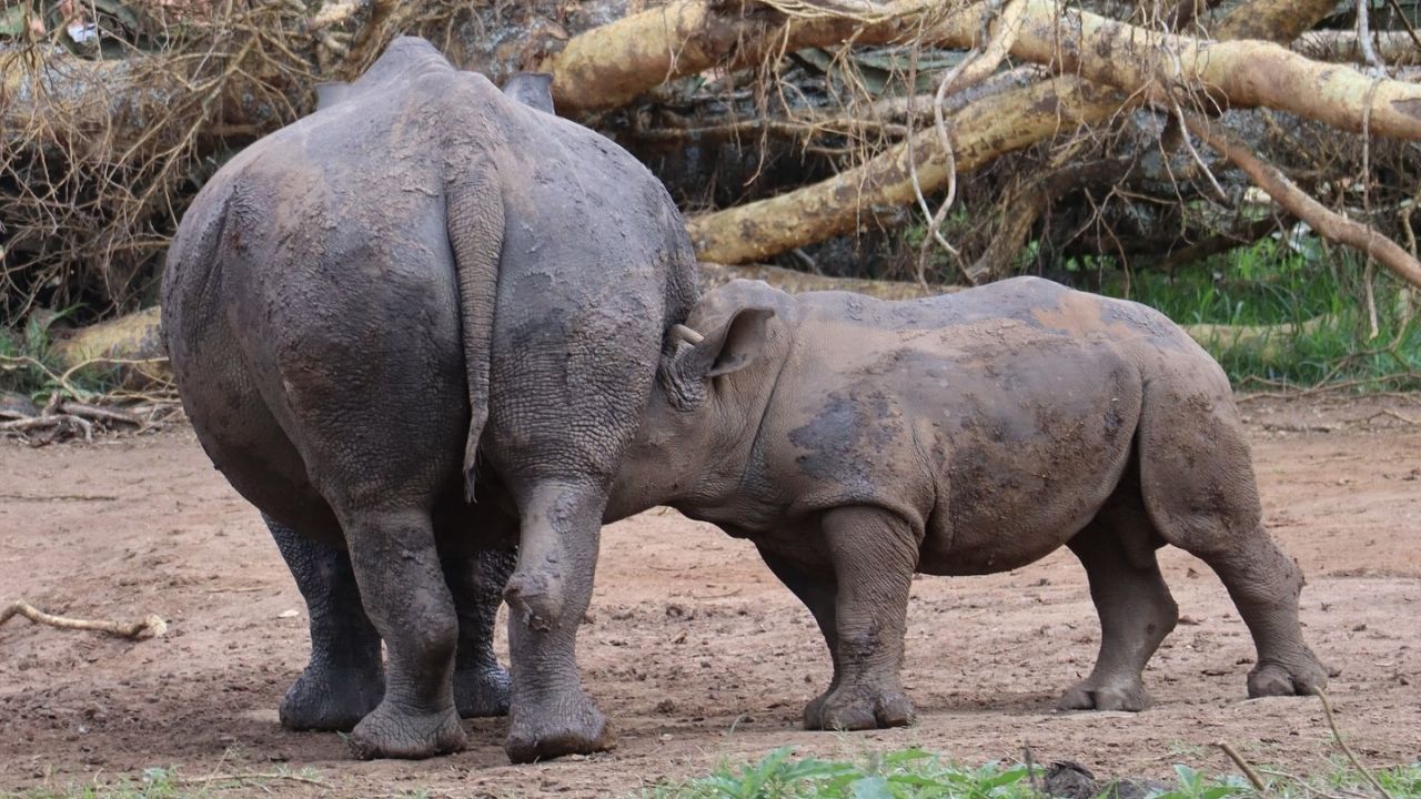 Baby rhino suckling mother from side-rear view at Ziwa Rhino Sanctuary, Uganda