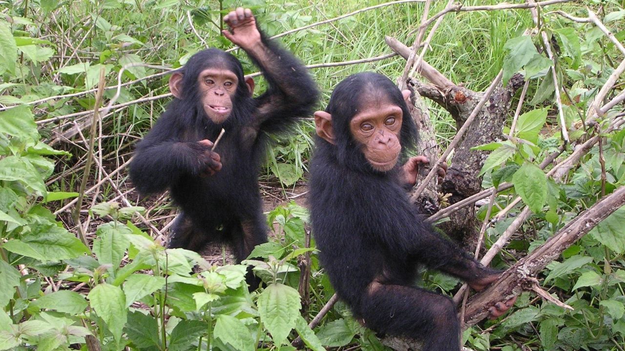 Two young chimpanzees playing on forest floor among logs, Kibale National Park, Uganda