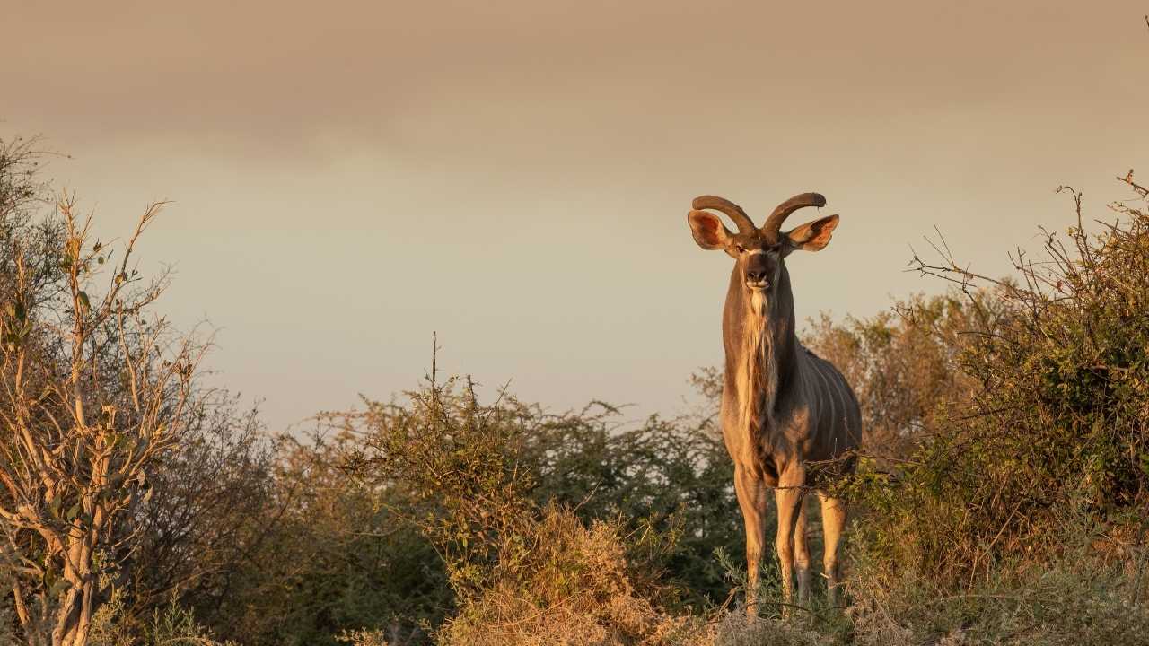 Male kudu with large horns at sunset in Botswana bush
