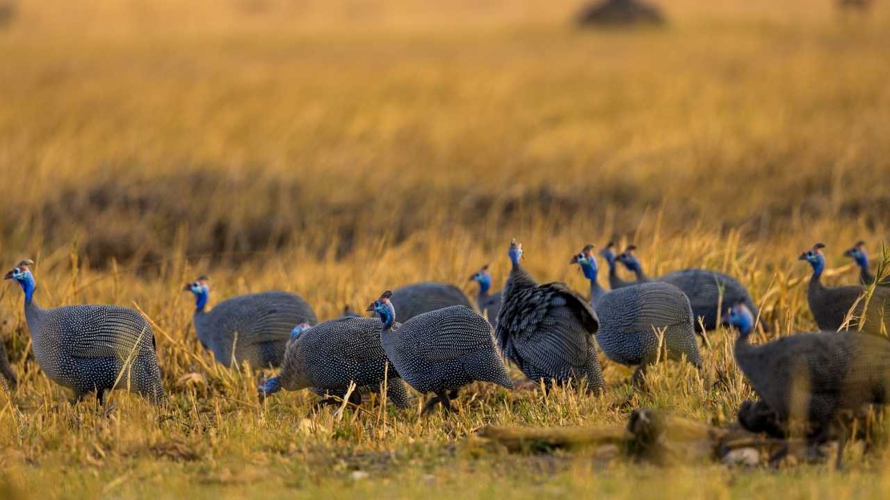 Flock of guinea fowl on golden grass in Botswana, blue-headed birds, African wildlife, bird watching