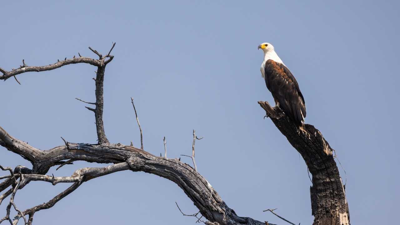 African fish eagle perched on dead branches in Botswana.