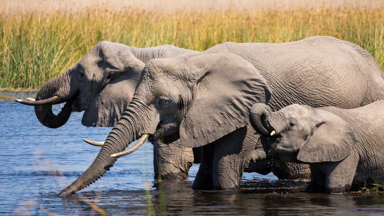 Two adult elephants and a baby drinking water in a river in Botswana.