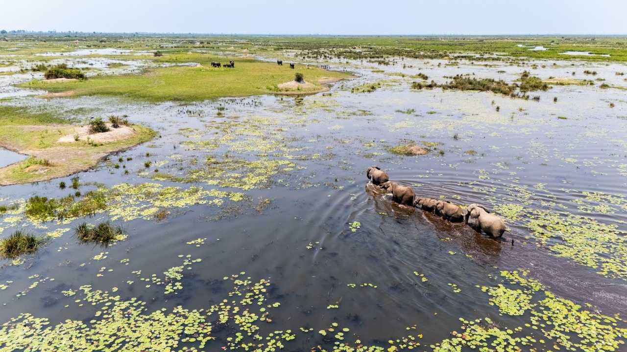 Herd of elephants trekking through waterways in Botswana’s Okavango Delta.