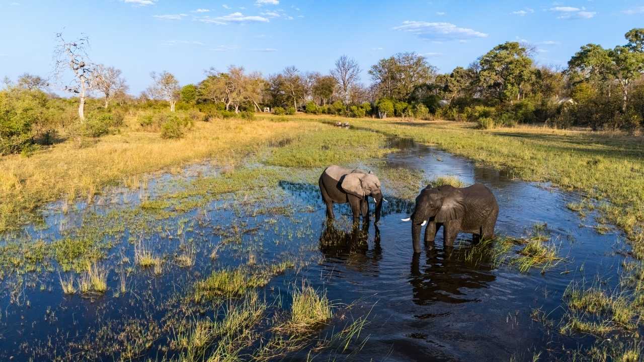 Two elephants wading through Okavango Delta wetlands, Botswana, canoe safari in background