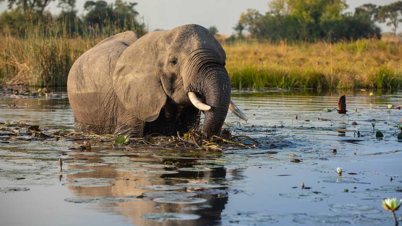 Large bull elephant crossing a waterway in Botswana with its trunk submerged.
