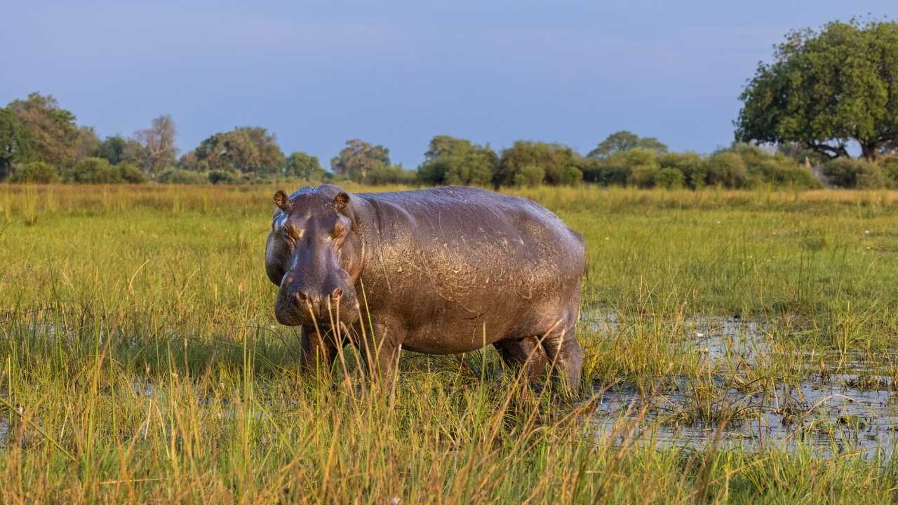 Hippo out of water walking across muddy green plains in Botswana Okavango, rare safari wildlife sighting