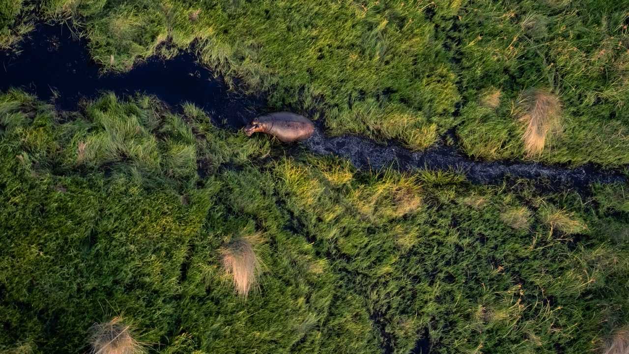 A lone hippo seen from above in the winding waterways of Botswana.