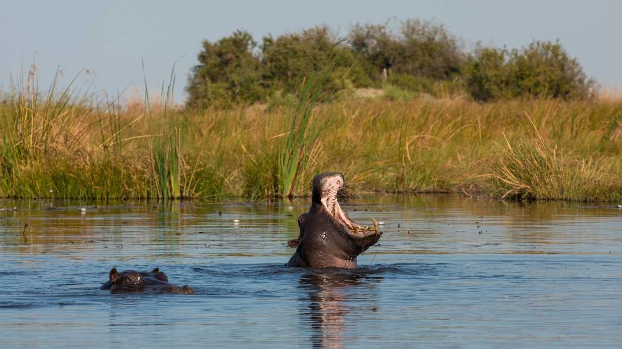 Two hippos in a river in Botswana, one semi-submerged and one with mouth wide open.