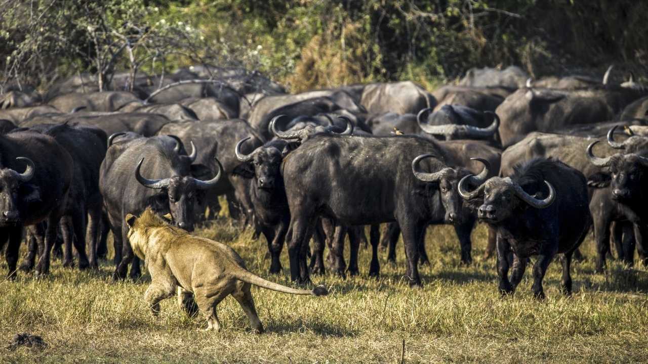 Lion facing a large herd of buffalo in Botswana, preparing for a potential attack.