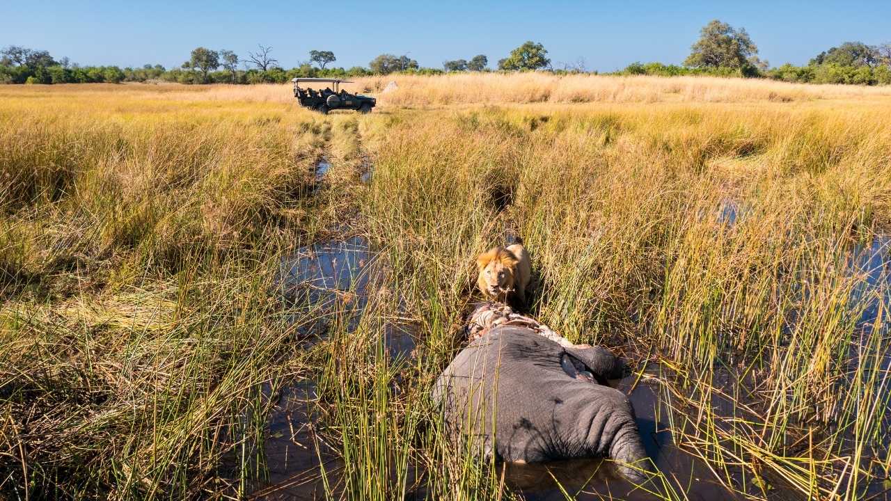 Lion feeding on elephant kill in Okavango Delta, Botswana, with safari vehicle in background