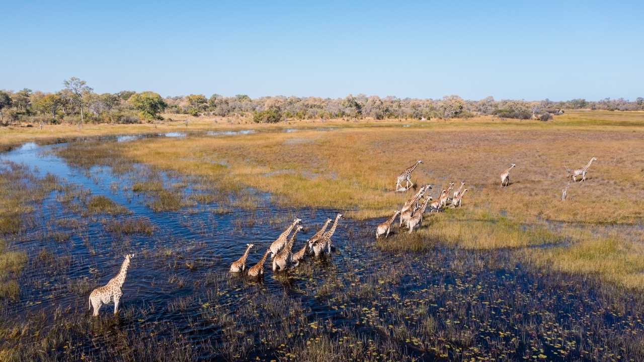 Giraffes trekking through waterways in Botswana, moving through lush delta landscapes.