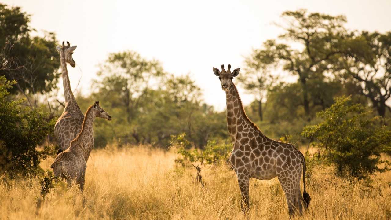 Two adult giraffes and one juvenile standing in golden grass with green bush background in Botswana.