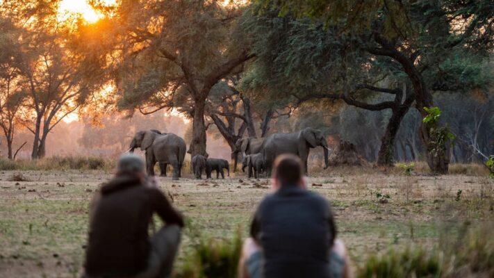 Guide and guest crouching during a walking safari at sunset, viewing elephants in the distance in Zambia.