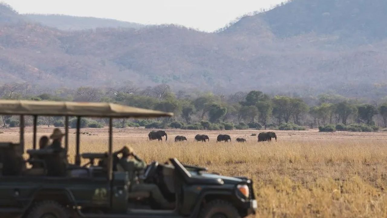 Safari vehicle in the foreground looking at a herd of elephants in golden grass at Lower Zambezi National Park, Zambia.