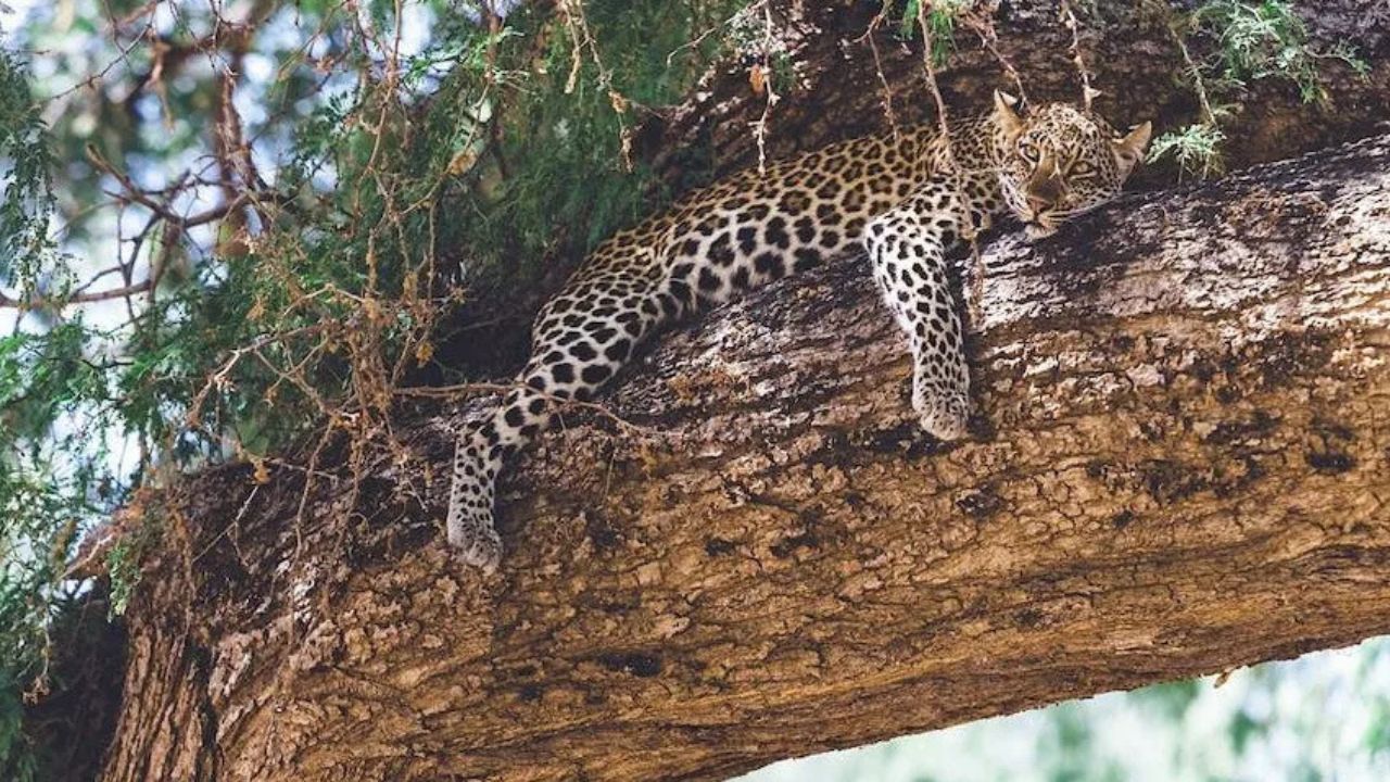 Large leopard lying on a tree stump in the wild.
