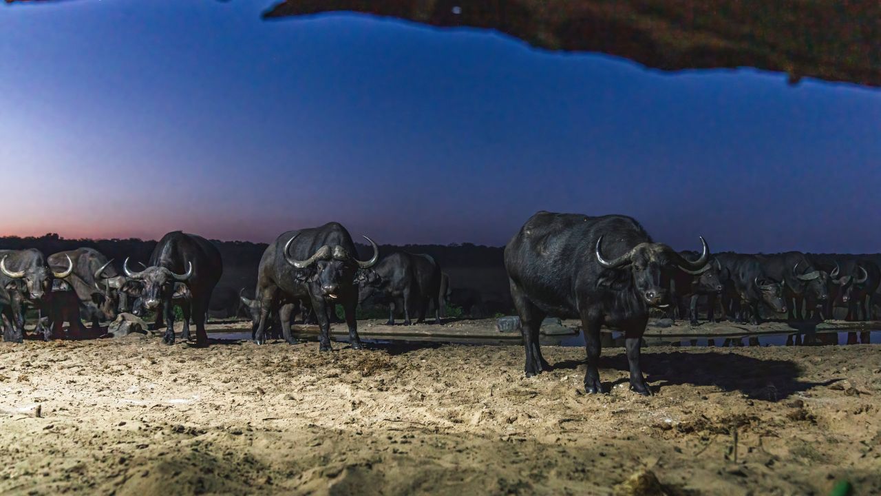 Buffalo near safari hide at night, Hwange National Park