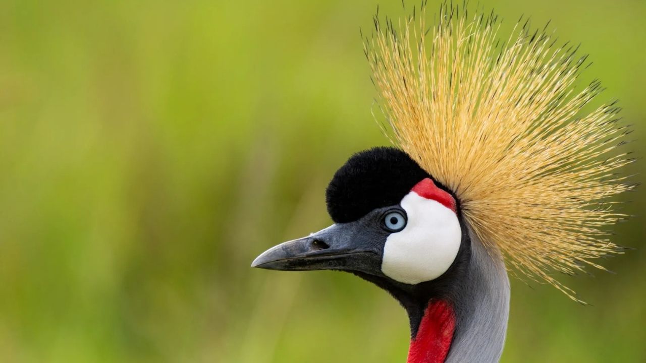 Close-up side view of a grey crowned crane in Maasai Mara, Kenya, during a safari.